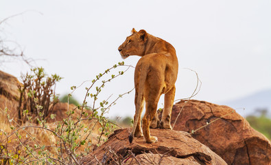Lioness, female lion, 