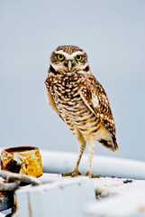 Perched Burrowing Owl
