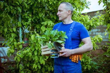 Gardening, planting seedlings, man gardener with a box of seedlings