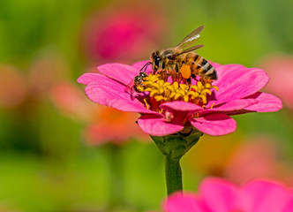 A Honeybee feeds on pollen from a pink Zinnia flower.
