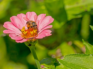 A Honeybee feeds on pollen from a pink Zinnia flower.