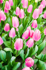 Obraz premium colorful tulips flowering on background