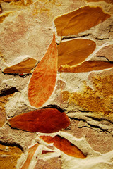 Fossilized Leaves