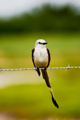 Scissor-tailed Flycatcher Resting on Barb-wire Fence