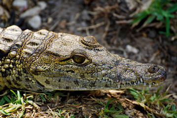 Juvenile American Crocodile Close-up
