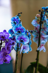 orchid branch with blue flowers