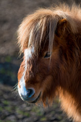 Portrait of a pony