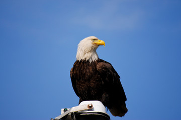 Bald Eagle Perched on Light Against a Blue Sky