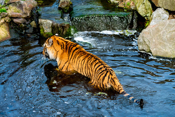 tiger walking in the water