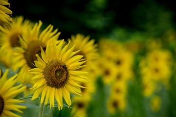 Sunflowers blooming in a sunny field of flowers.
