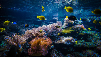 paysage sous-marin de récifs coralliens avec des poissons colorés