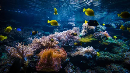 Crédence en verre imprimé Récifs coralliens paysage sous-marin de récifs coralliens avec des poissons colorés