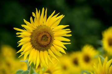 Sunflowers blooming in a sunny field of flowers.