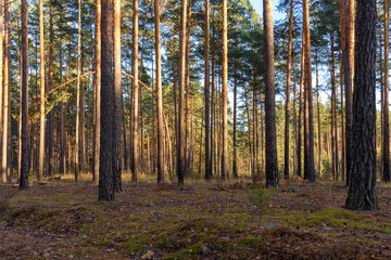 Pine forest. Trees in the forest at sunset