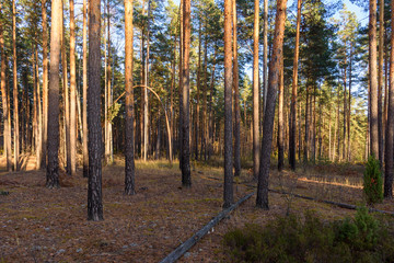 Forest landscape. Pine forest in Russia