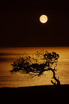 View of hawthorn tree against sea during night