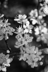 white flowers of cherry tree
