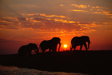 Silhouette of African elephants walking during sunset