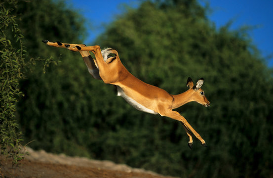 Impala leaping in Chobe National Park