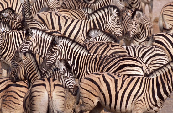 Group of zebra standing outdoors