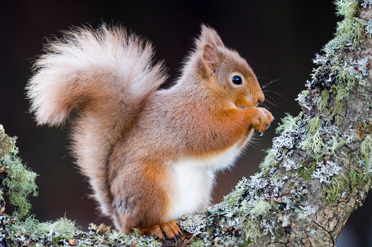 Red squirrel sitting on tree trunk