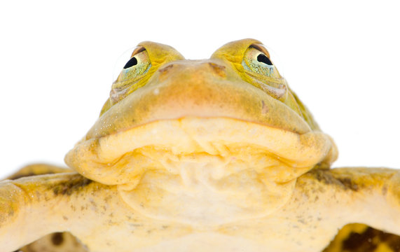 Close up of pool frog against white background