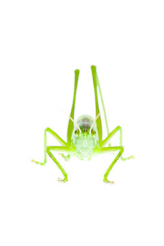 Great Green Bush Cricket Against White Background