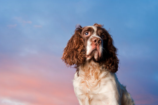 English springer spaniel against sky
