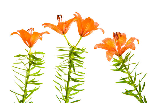 Orange lily against white background