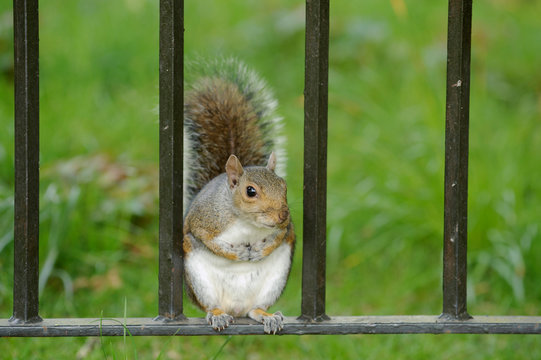 Eastern gray squirrel sitting on fence