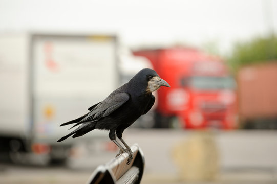 Rook perching on vehicle