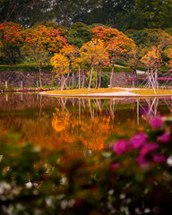 autumn nature. trees with yellow leaves