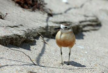 Dotterel Maoriregenpfeifer Neuseeland