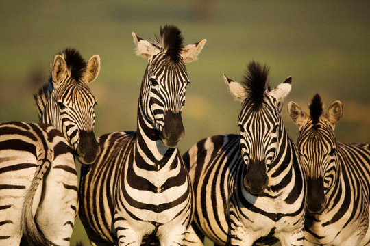 Group of common zebra standing outdoors