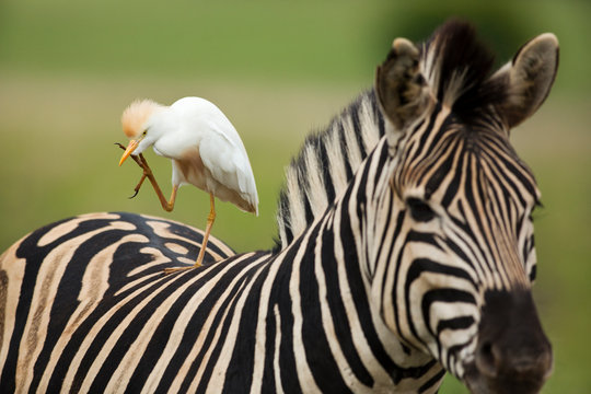 Cattle egret standing on back of common zebra