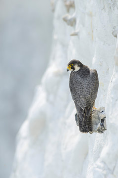 Peregrine falcon on the white cliffs of dover