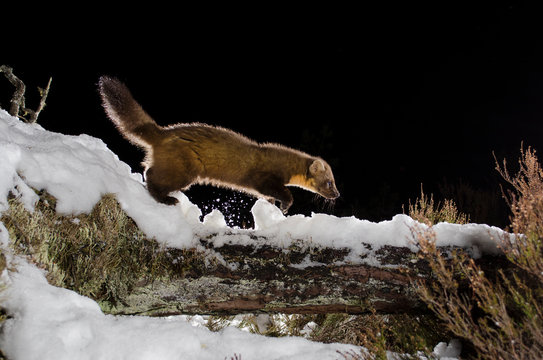 Pine marten walking on snow covered log