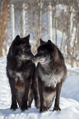 Two black canadian wolves are standing on white snow in the winter park. Canis lupus pambasileus.