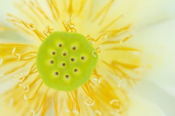 Close up of Indian lotus