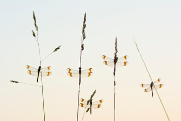 Group of banded darter on plant against clear sky