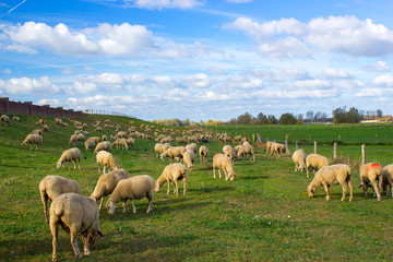 flock of sheep at the lower rhine area, Grieth, Germany
