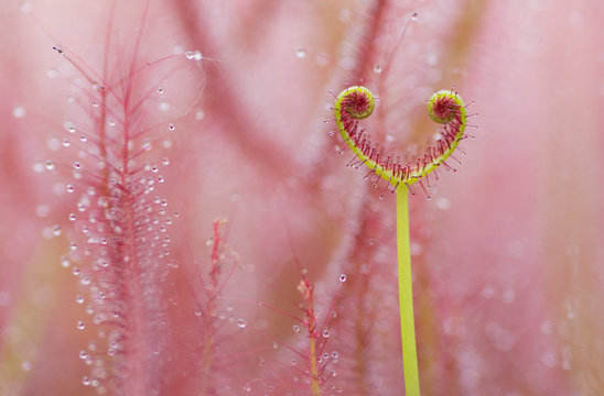 Close up of sundews plant