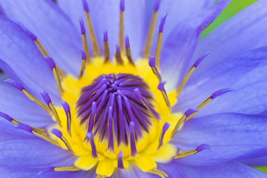 Close up of Egyptian lotus