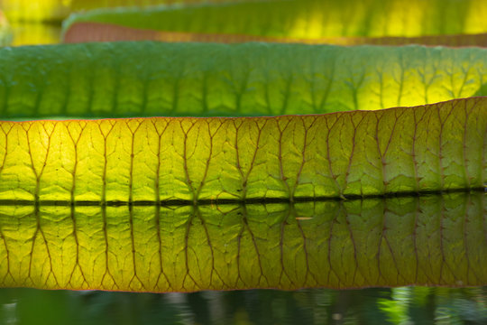Close up of giant water lily leaf floating on water