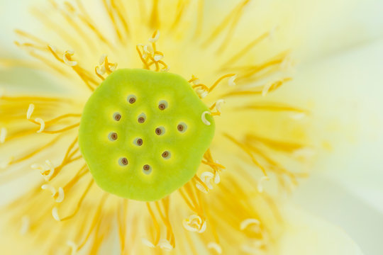 Close up of Indian lotus