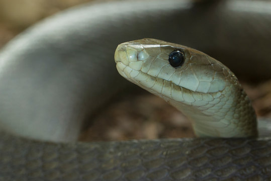 Close up of black mamba