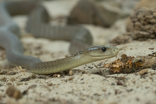 Close up of black mamba snake on sand
