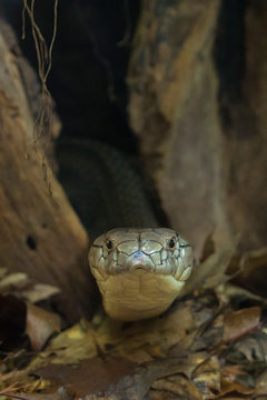 Portrait of King Cobra snake