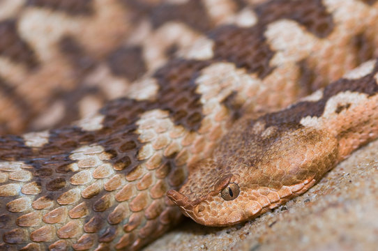 Close up of horned viper