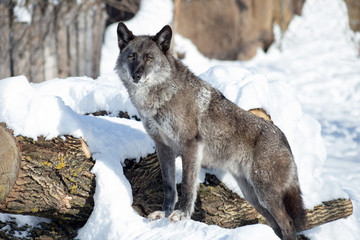 Cute black canadian wolf is looking at the camera. Canis lupus pambasileus.